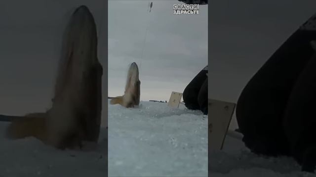 ПОРЕМ на жерлицы! Сколько рыб насчитали? #снастиздрасьте смотреть онлайн