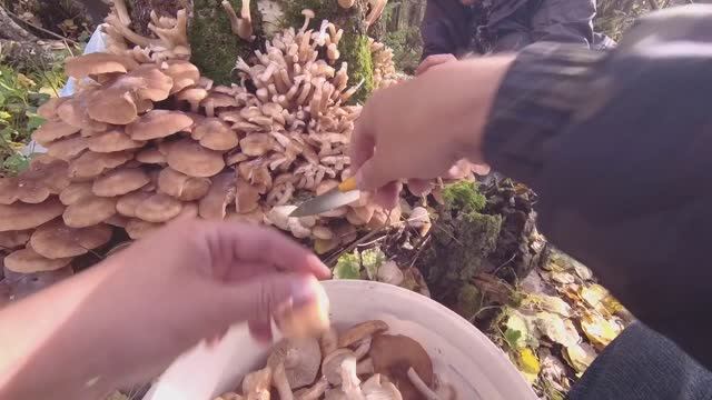 РЕЗАЛИ ГРИБЫ В ЧЕТЫРЕ РУКИ. БЕЛЫЕ ГРИБЫ, ОПЯТА СТОЯТ ЦЕЛЫМ ЛЕСОМ. СБОР ГРИБОВ 2022 смотреть онлайн