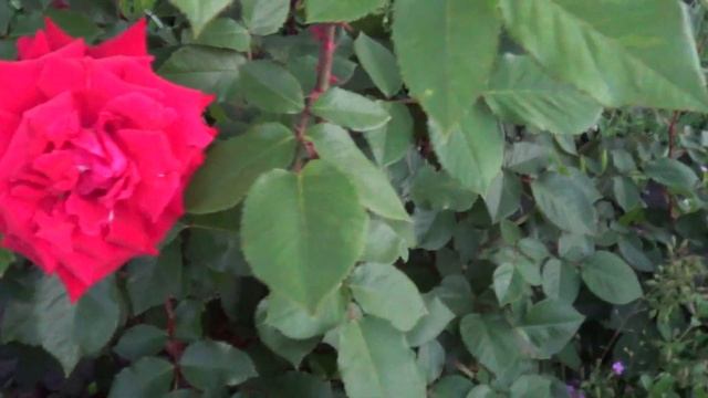 Троянди, приватна колекція. Roses, private collection. смотреть онлайн