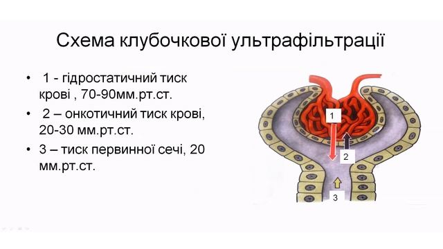 Клубочкова ультрафільтрація. Фізіологія смотреть онлайн