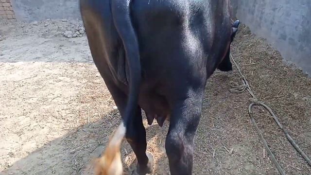 Philin Jhoti | Buffalo | Price 2,45000 Rupees | Ph No : 03037742643 | 82 Animal TV | Ali Anwar смотреть онлайн