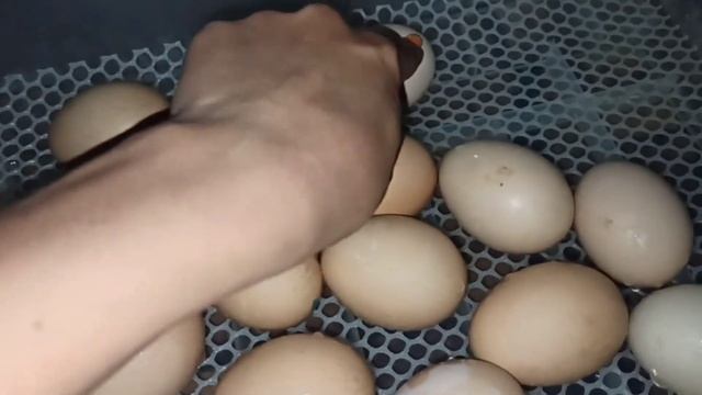 Опять закладываю в китайский инкубатор. Что получилось?! смотреть онлайн