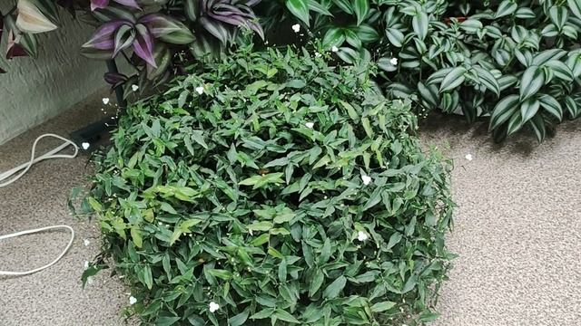 Зимнее содержание коллекции традесканций и каллизий. Причины сухих пятен на листьях. Как поливать. смотреть онлайн