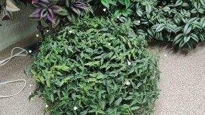 Зимнее содержание коллекции традесканций и каллизий. Причины сухих пятен на листьях. Как поливать.