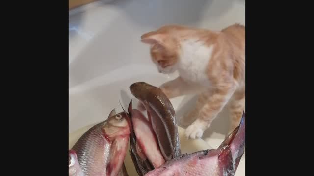 Мейн кун: история метиса