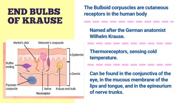 Monsod (Ruffini's End Organ, End-Bulbs of Krause, and Meissner's Corpuscle) - Physio Psych смотреть онлайн