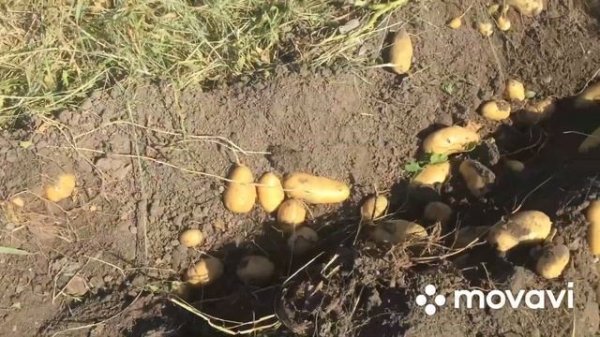 Копаем картофель