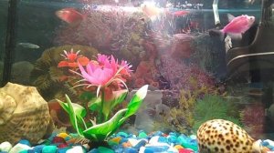 Мой аквариум на 20 литров. Тернеции, данио, разборы.