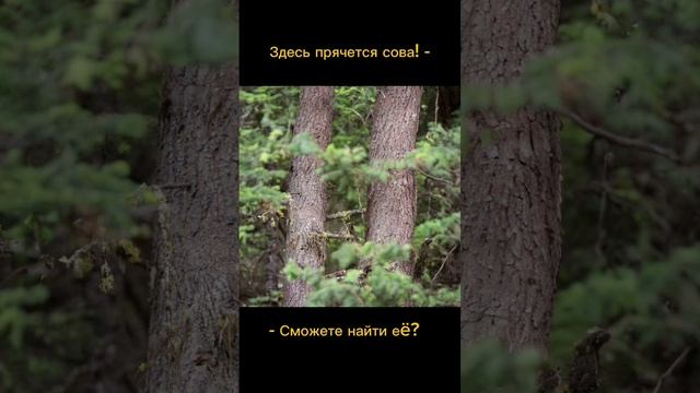 Тест на внимательность смотреть онлайн