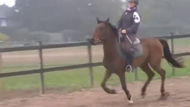 serin de la chesnay - poney PFS 3 ans - saut смотреть онлайн
