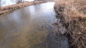 Охота на сазана 23 марта(охота с рогаткой)