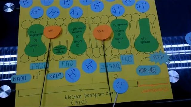 Chapter 16 : Cellular Respiration | Electron Transport Chain & Chemiosmosis смотреть онлайн