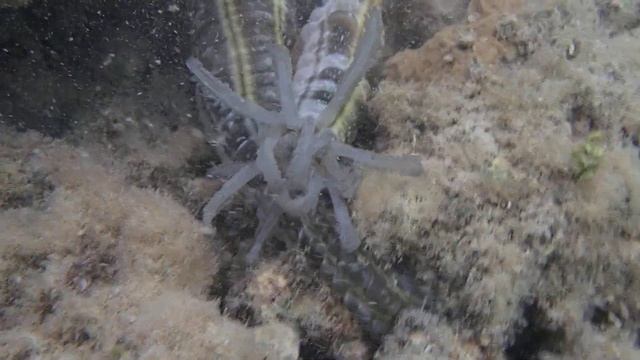 Полосатая голотури (Synapta maculata) смотреть онлайн