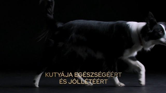 PURINA® PRO PLAN® a magas minőségű táplálásért és a kutyák egészségéért смотреть онлайн