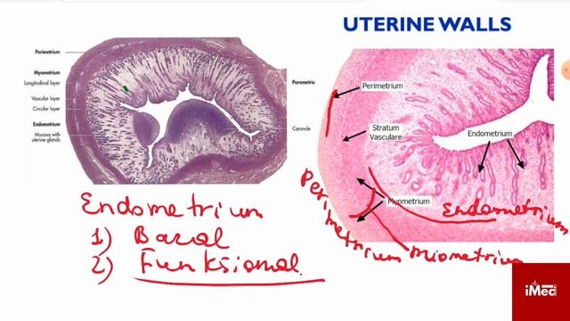 Ayollar jinsiy a’zolarining anatomik-fiziologik xossalari. #iMed_team #ginekologiya смотреть онлайн
