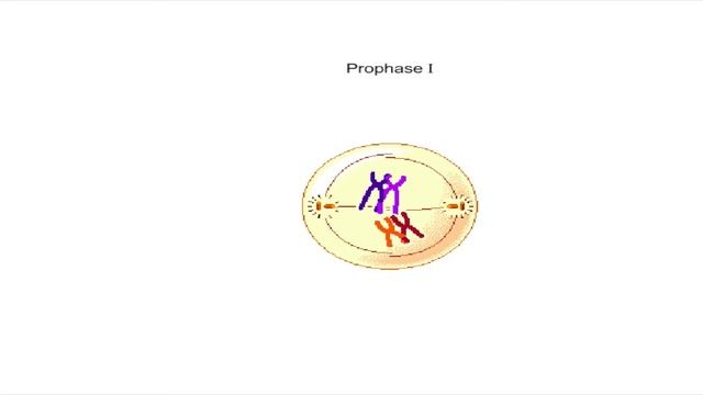 Cell Division: Meiosis (Animation) смотреть онлайн