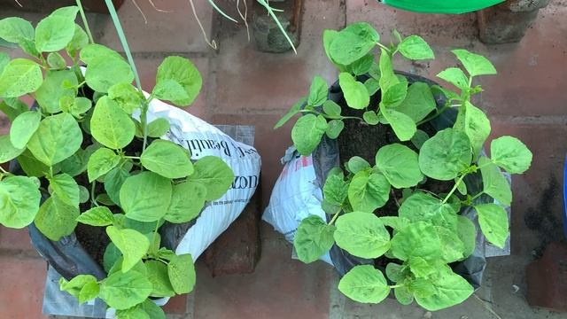Lockdown fertilizer смотреть онлайн