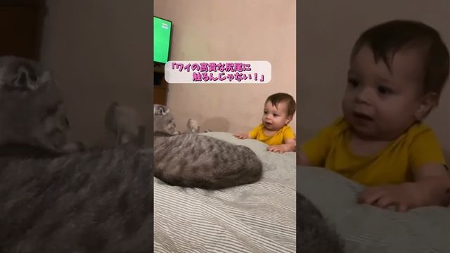 【おもしろ猫】好奇心旺盛な赤ちゃんに絡まれた結果... смотреть онлайн