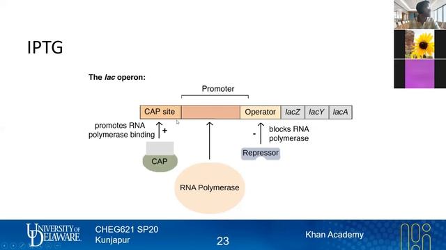 24 Inducible promoters | Expression Engineering | Lecture 14 | Metabolic Engineering | SP20 смотреть онлайн
