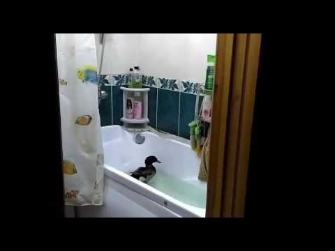 К нам приехал дядя Скрудж смотреть онлайн