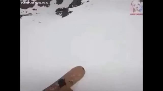 ОЕЙ СОБАКА ТЫ КУДА, ПЕРСИК МОЖЕТ ТЫ ОБРАТНО смотреть онлайн