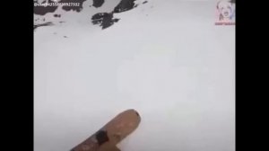 ОЕЙ СОБАКА ТЫ КУДА, ПЕРСИК МОЖЕТ ТЫ ОБРАТНО