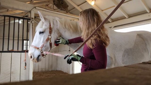 How to hot towel your horse to get him clean, and remove stains! смотреть онлайн