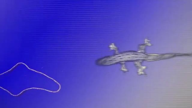 😺CAT GAMES l Game for cats Mix Mouse Strings Laser lizard | CAT TV | 1hours #cat #cattv #catgames смотреть онлайн