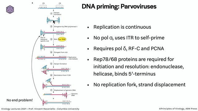 Virology Lectures 2021 #8 - Viral DNA Replication смотреть онлайн