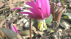 Зачем знать пчеловоду, когда что цветет