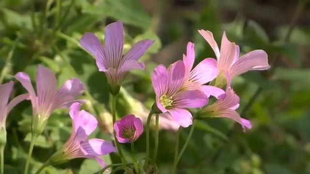 Amazing Nature 360p74183 смотреть онлайн