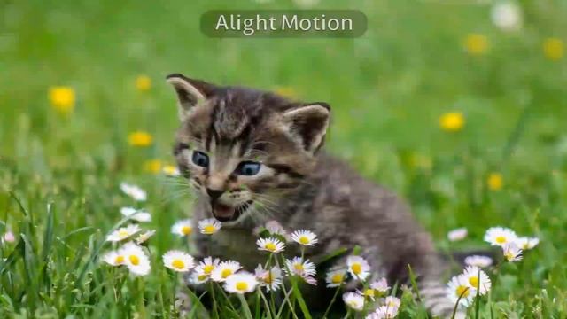 Cat Sing Is Super Duper High Pitched and Low Pitched смотреть онлайн