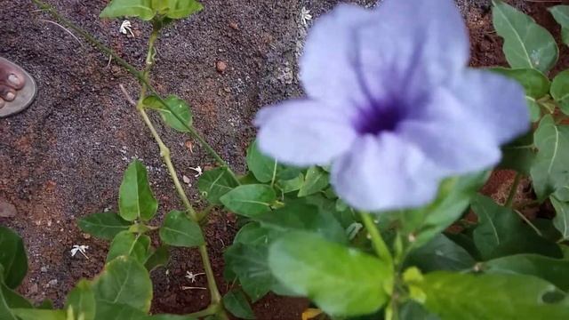 #Ruellia simplex смотреть онлайн