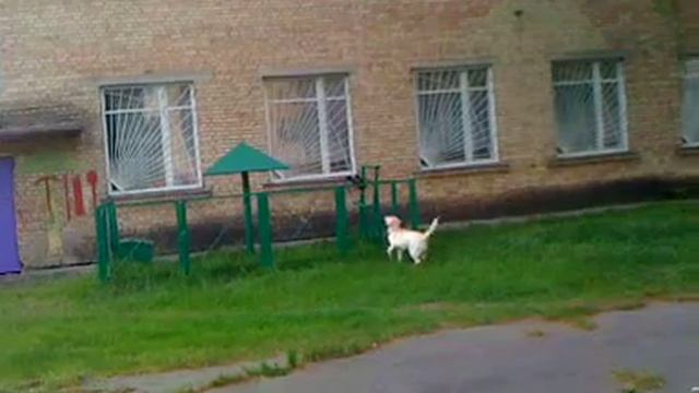 алиса ловит ворону смотреть онлайн