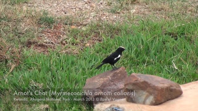 Traquet d'Arnot (Myrmecocichla arnotti collaris) Arnot's Chat смотреть онлайн