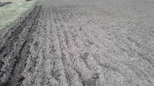 2 я подкормка чеснока 2 04 смотреть онлайн