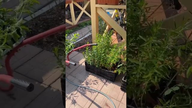 КУДА СТОЛЬКО РАССАДЫ🥹? смотреть онлайн