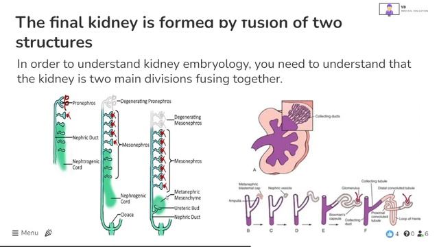 Understand Renal embryology once and for all for USMLE step 1! смотреть онлайн