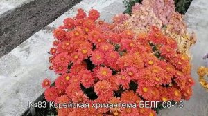 №83 Корейская хризантема БЕЛГ 08-18