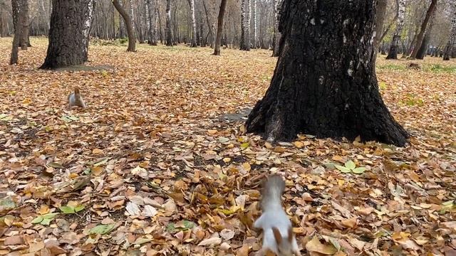 Белки. Лучшая подборка за октябрь | A selection of the best videos for October смотреть онлайн