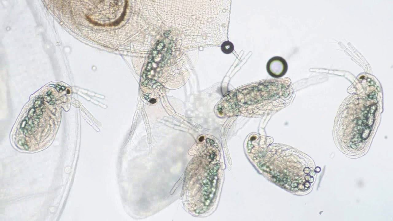 Birth of water fleas/Nagy vízibolha utódainak világrajövetele смотреть онлайн