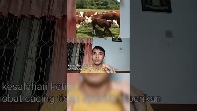 Tips menghindari kesalahan dalam memberikan obat cacing pada sapi смотреть онлайн