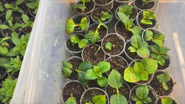Три способа черенкования гортензий🌺результаты эксперимента удивили !!!!! смотреть онлайн
