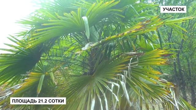 Отличный видовой солнечный участок. Недвижимость в Сочи. ГРЦ Сочи. Городской Риэлторский Центр смотреть онлайн