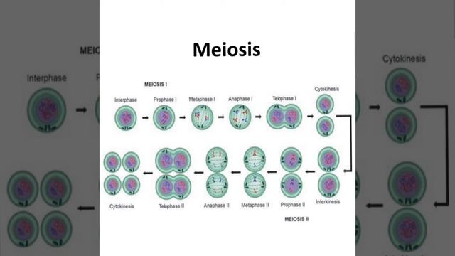 # CHROMOSOMAL BASIS OF INHERITANCE - PART - I - # CHROMOSOMAL THEORY OF INHERITANCE смотреть онлайн