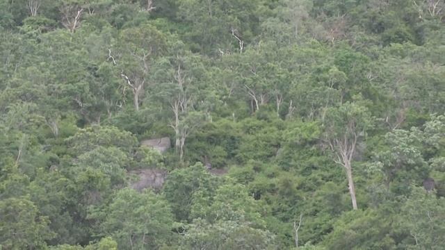 B.R.hills tiger reserve смотреть онлайн