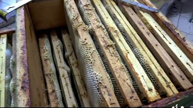 Lorenza Guerra, il tempo delle api смотреть онлайн