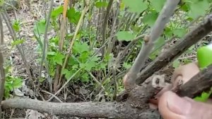 Обрезаем и спасаем смородину от стеклянницы