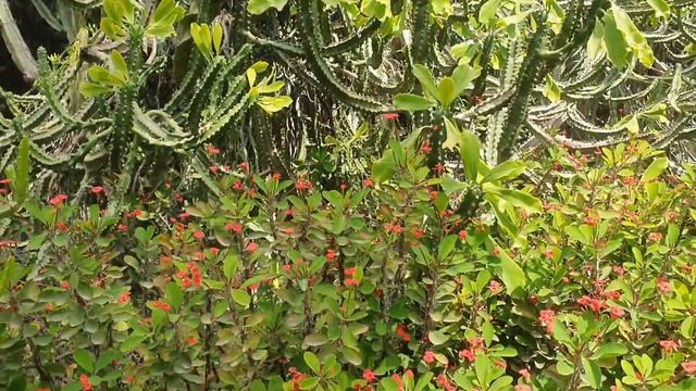 Jardi Botanic Garden part 2 | Valencia Spain смотреть онлайн