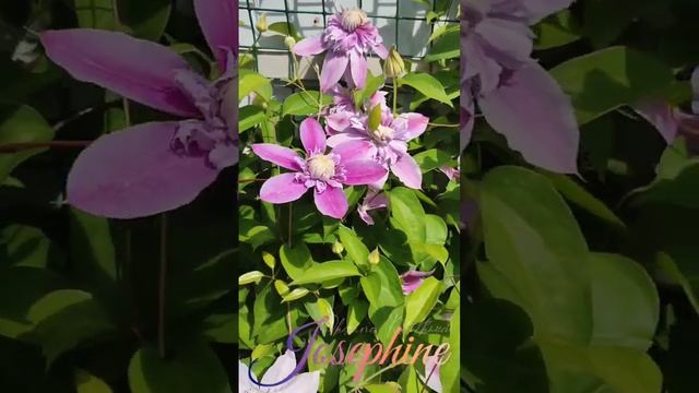 Клематис Жозефина смотреть онлайн